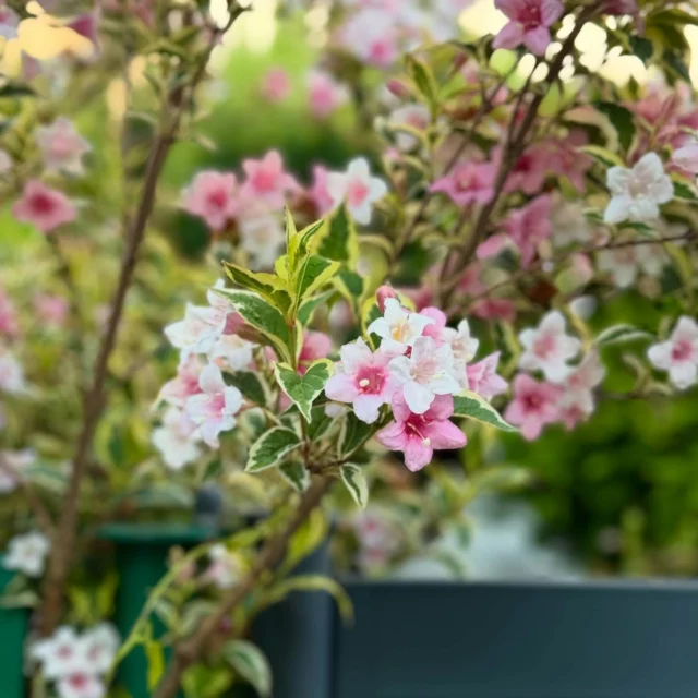 Takie ładne kwiatki🌷 przekwitają właśnie u sąsiadów zna przeciwka 💕a my zbliżamy się do końca roku szkolnego, który jest dla nas wyjątkowo ważny. Lila zdała do 4 klasy szkoły podstawowej, a Aluś kończy przedszkole i wybiera się do 1 klasy. Przed nami wiele nowych wyzwań! Jednak póki co będziemy cieszyć się wakacjami ☀️🌴🧡. U Ciebie też pojawiają się jakieś wielkie zmiany? #zmiany #koniecrokuszkolnego #wakacje #wakacje2025